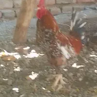 خروس محلی جوان