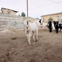 بز نر جوان(تکه ای)