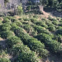 باغ جنگلی بلوردکان گیلان|فروش زمین و ملک کلنگی|اطاقور, |دیوار