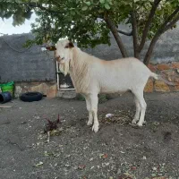 سلام‌دوستان‌نربزسانن|حیوانات مزرعه|مشهد, سجاد شهر|دیوار