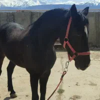 باشگاه سوارکاری