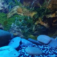 آکواریوم 1متری همراه با ماهی های مولد ولوازم کلی