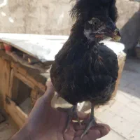 جوجه مرغ گلین