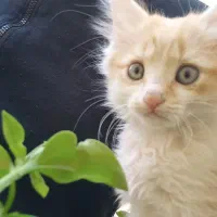 بچه گر.به نژاد دار