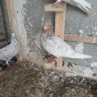 کبوتر ماده|پرنده|بجنورد, |دیوار