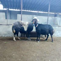 2عدد گوسفند آبستن