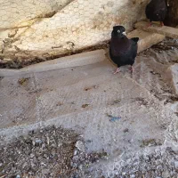 جفت ماده سیاه