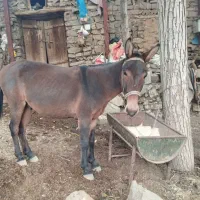 دو قاطر فروشی