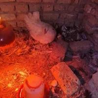 ۹عدد جوجه پرنده اشکذر