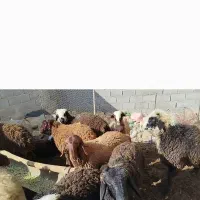 35راس بره نر ماده پای پروارتمیز سرحال فروش نقدی