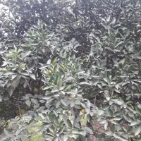 پرتقال تامسون پوست نازک