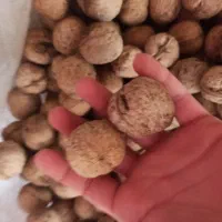 عسل و گردو