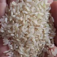 برنج کامفیروزی اصل بدون قاطی|خوردنی و آشامیدنی|شیراز, اکبر آباد|دیوار