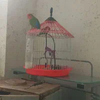 یک جفت طوطی برزیلی باقفس