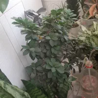 گل و گیاه طبیعی|گل و گیاه طبیعی|محمدشهر, محمدشهر|دیوار