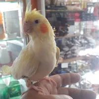 عروس هلندی