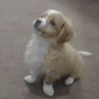 توله سگ اشپیتز. سگ آپارتمانی|سگ|آبادان, |دیوار