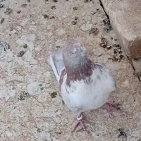 سیاه پشت