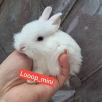 دنسرکوتوله خوکچ