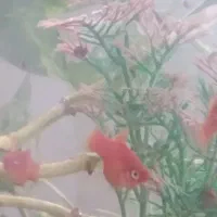 ماهی قرمز آکواریومی جفت مولد سالم و سرحال