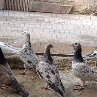 پرنده|پرنده|شوشتر, |دیوار