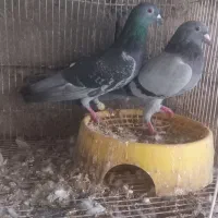 کبوتر|پرنده|میناب, |دیوار