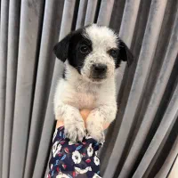 سگ...2عدد توله پاکوتاه