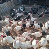 فروش بوقلمون گوشتی|حیوانات مزرعه|بوئین زهرا, |دیوار