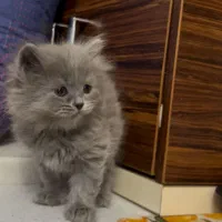 بچه گربه|گربه|تهران, شهرآرا|دیوار