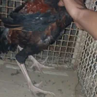 خروس لاری اصل