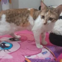 واگذاری گربه dsh