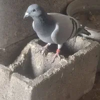 کبوتر|پرنده|کربال, |دیوار