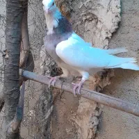 کبوتر طوقی|پرنده|خان ببین, |دیوار