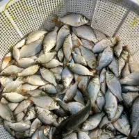 فیتوفاک بیگهد کپور