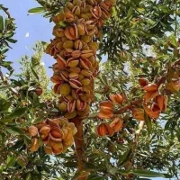 نهال فروشی در نهالستان.