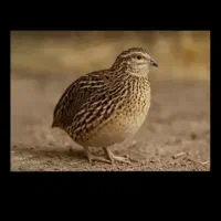 بلدرچین ماده ۳ عدد معاوضع با فنچ