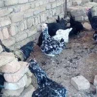 استرالوپ گلین ،سمانی سوماترا یوکاهاما بلک ،قوغاز