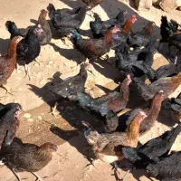 وار و خروس