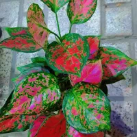 گل طبیعی اگلونماقرمز|گل و گیاه طبیعی|مشهد, ایثارگران|دیوار