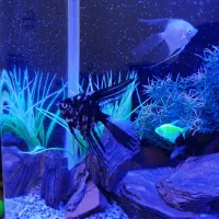 فروش فوری ماهی آنجل