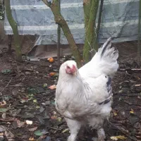 بوقلمون ماده محلی و خروس برهما|حیوانات مزرعه|کلاچای, |دیوار