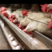 مرغ تخم گذار|حیوانات مزرعه|شیراز, شهدای شهرک سعدی|دیوار