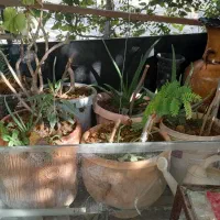 تعدادی گل باقیمت مناسب|گل و گیاه طبیعی|اسلامشهر, مسکن مهر اسلاشهر (شهرک امام خمینی)|دیوار