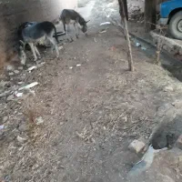 الاغ ماده ونر دانه ی۱۲۰۰۰۰۰۰
