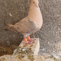 کبوتر