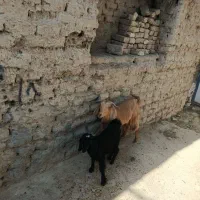یک بز چهار شنک