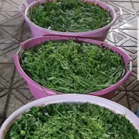 سبزی آماده