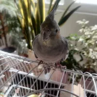 عروس هلندی ماده بسیار زیبا و سرحال آماده جفت|پرنده|صحنه, |دیوار