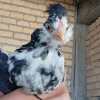 مرغ کرک و نیمچه مرغ و خروس گلین|حیوانات مزرعه|مرودشت, تامین اجتماعی‎|دیوار