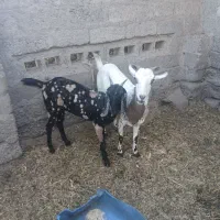 نری پنجابی اصل وماده بنگالی|حیوانات مزرعه|بند زرک, |دیوار